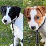 JACK RUSSEL valpar SKK registrerade 
