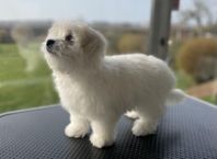 Coton de tuléar valp 