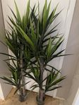 två yucca palmer 