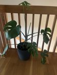 Monstera