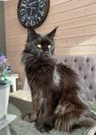 Maine coon 