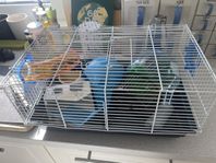 hamster bur