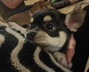 Chihuahua mix tik valp