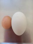 knölgåsägg