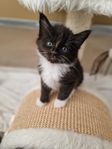 (TINGAD) Kattunge (Maine coon mix) 