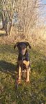 Schäfer / Dobermann valp