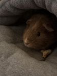 marsvin (6 months old)