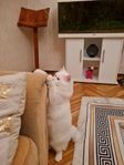 En katt