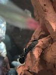 Ancistrus 3st