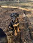 Rottweiler valp