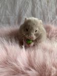 Guldhamster 