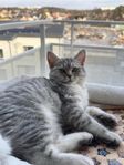 Söker du en gosig och lekfull kattunge? (Brittisk Korthår)