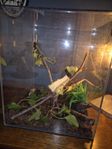 terrarium med vandrande pinne