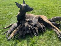 Belgisk Malinois 