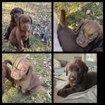 Labrador valpar 