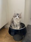 Maine Coon 