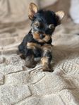 Yorkshireterrier med stamtavla SKK