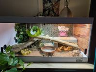 Terrarium 