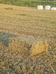 Hösilage i fyrkantsbal