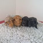 Marvinsbebisar