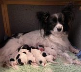 papillon valpar