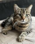 Katt
