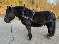 Loksele med baksele