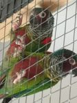 Venezuelaconure
