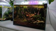 darnelle Akvarium 55 L