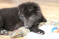 Belgisk Vallhund Groenendael