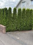 Thuja smaragd 240-250 cm