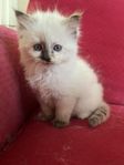 Ragdoll kattunge