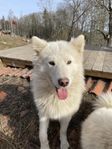 Samojed hane 1 år 