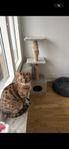 Bengal avel katt
