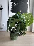Stor monstera