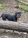 American bully
