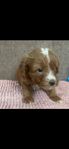 cockerpoo