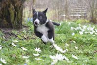 Border Collie valp
