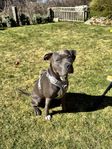 American bully