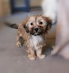 Blandrasvalpar yorkshireterrier & malteser 