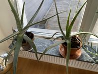 ALOE VERA två stycken