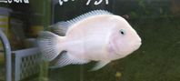 Zebraciklid/elfenbensciklid, fiskar