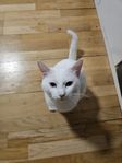 Katt