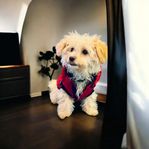 Svenskfödda Maltipoo Valpar 