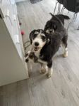 Bernedoodle Tik 3 år Halvfodervärdskap