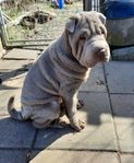 kramgo shar pei valp