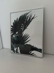 Poster natur