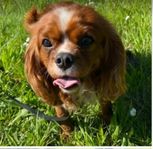 Cavalier King Charles Spaniel hanar tillgängliga 
