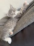 Unga katter 