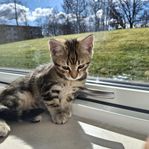 kattunge hona 